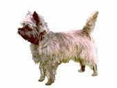 cairn-terrier-imagem-animada-0006