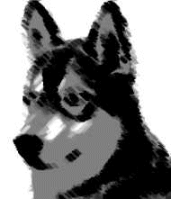 husky-imagem-animada-0002