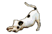 jack-russell-terrier-imagem-animada-0008