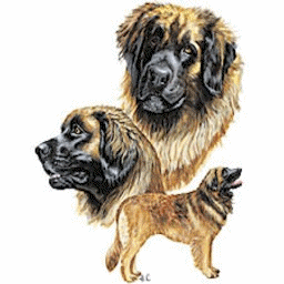 leonberger-imagem-animada-0005