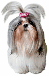 shih-tzu-imagem-animada-0009