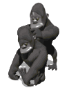 macaco-imagem-animada-0225