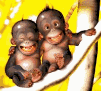 macaco-imagem-animada-0226
