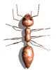 formiga-imagem-animada-0071