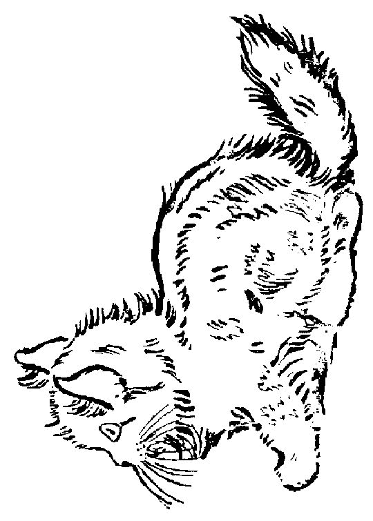 desenho-colorir-gato-imagem-animada-0004