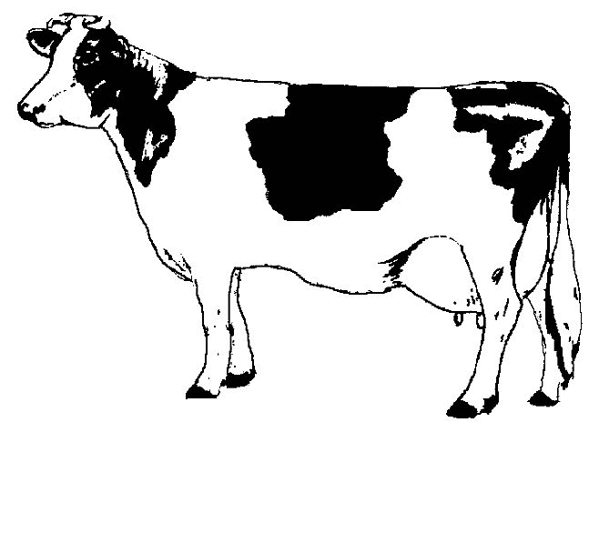 desenho-colorir-vaca-imagem-animada-0001