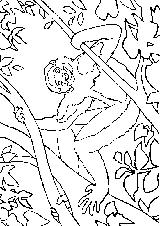 desenho-colorir-macaco-imagem-animada-0023