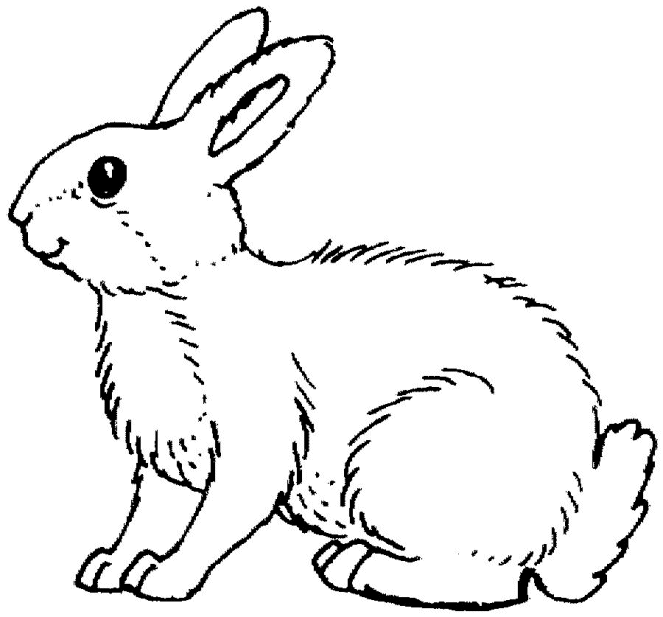 desenho-colorir-coelho-imagem-animada-0007