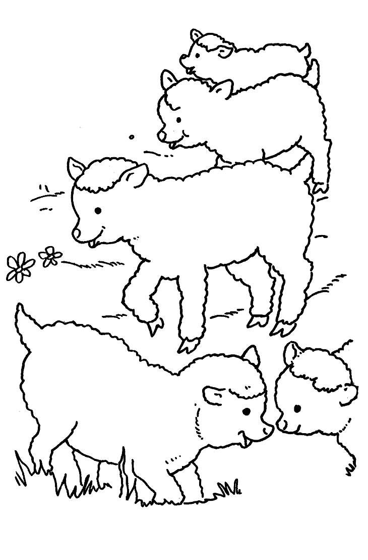 desenho-colorir-ovelha-imagem-animada-0010