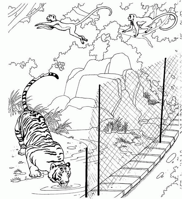 desenho-colorir-tigre-imagem-animada-0024