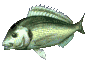 peixe-imagem-animada-0493