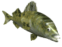 peixe-imagem-animada-0496