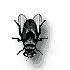mosca-imagem-animada-0008