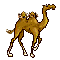 camelo-imagem-animada-0010