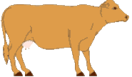vaca-imagem-animada-0053