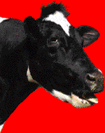 vaca-imagem-animada-0111