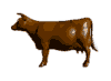 vaca-imagem-animada-0168