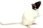 rato-imagem-animada-0412