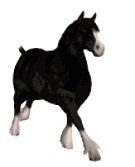 cavalo-imagem-animada-0028