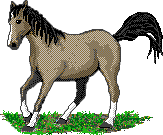 cavalo-imagem-animada-0306
