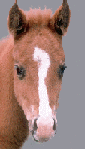 cavalo-imagem-animada-0317
