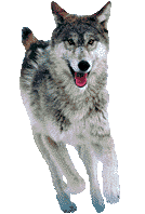 lobo-imagem-animada-0002