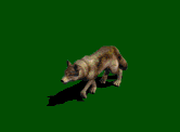 lobo-imagem-animada-0054