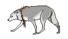 lobo-imagem-animada-0091