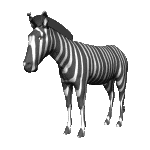 zebra-imagem-animada-0007