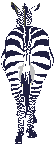 zebra-imagem-animada-0009