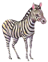 zebra-imagem-animada-0018