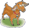 cabra-imagem-animada-0040