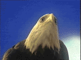 aguia-imagem-animada-0022