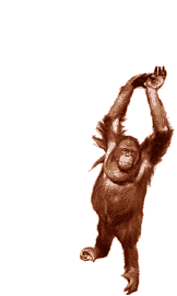 chimpanze-imagem-animada-0094