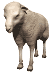 ovelha-e-carneiro-imagem-animada-0110