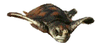 tartaruga-imagem-animada-0122