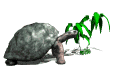 tartaruga-imagem-animada-0125