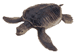 tartaruga-imagem-animada-0128