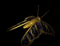 borboleta-imagem-animada-0035