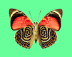 borboleta-imagem-animada-0174