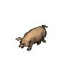 porco-imagem-animada-0081