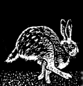 coelho-imagem-animada-0269