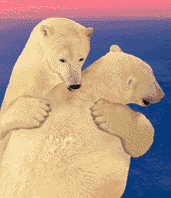 urso-polar-imagem-animada-0009