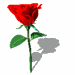 rosa-imagem-animada-0126