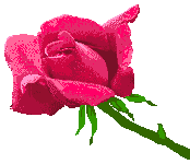 rosa-imagem-animada-0176