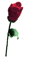 rosa-imagem-animada-0197