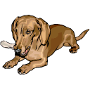 dachshund-imagem-animada-0045
