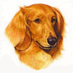 dachshund-imagem-animada-0052