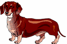 dachshund-imagem-animada-0069