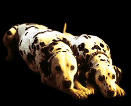 dalmata-imagem-animada-0024